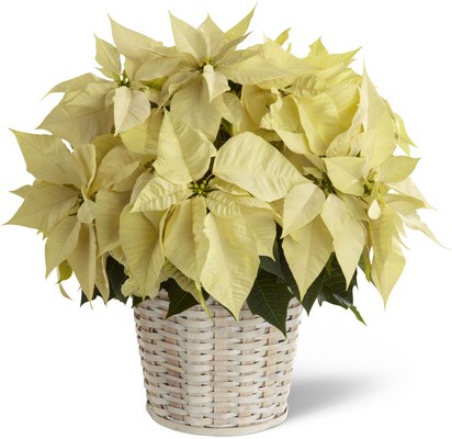 White Poinsettia Basket from Richardson's Flowers in Medford, NJ